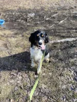 Cole, a male English Springer Spaniel for sale in Augusta, ME – Photo 2 of 5