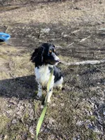 Cole, a male English Springer Spaniel for sale in Augusta, ME – Photo 4 of 5