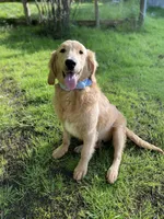 Caramel, a male Goldendoodle for sale in Augusta, ME – 2 of 6