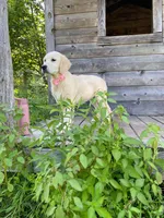 Lola, a female English Cream Golden Retriever for sale in Augusta, ME – 2 of 4