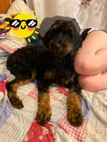 Mya, a female Springer Doodle for sale in Augusta, ME – 6 of 6