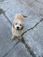 Garret, a male Goldendoodle for sale in Augusta, ME – 2 of 2