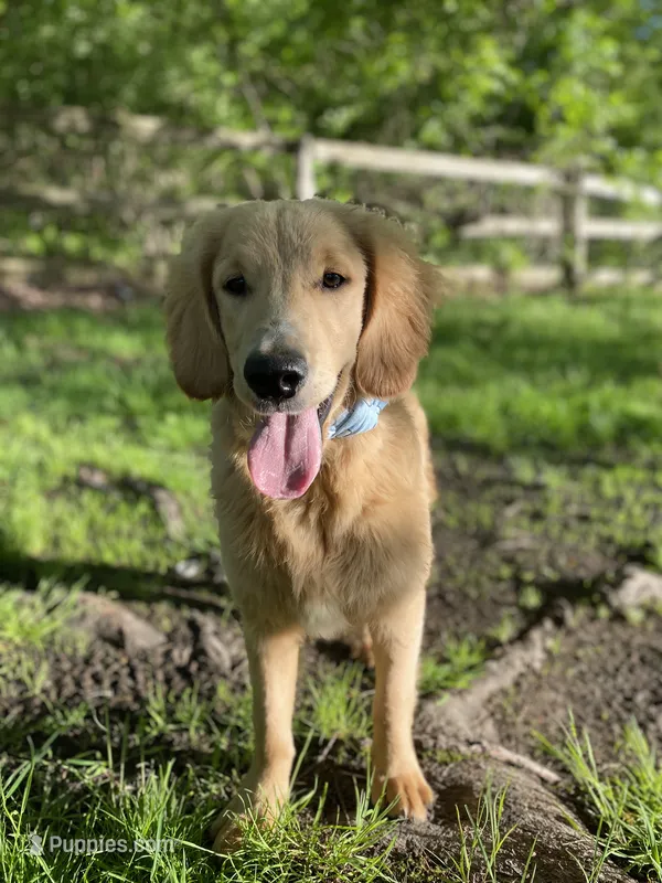 Caramel – Goldendoodle puppy for sale in Augusta, ME
