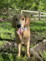 Caramel, a male Goldendoodle for sale in Augusta, ME – 1 of 6