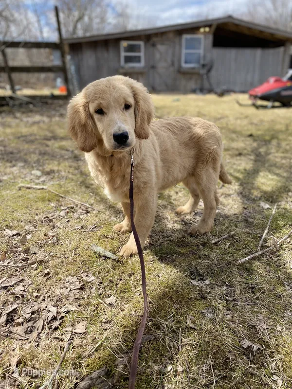 Austin – Goldendoodle puppy for sale in Augusta, ME