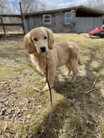 Austin, a male Goldendoodle for sale in Augusta, ME – 1 of 4
