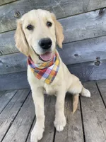 Copper, a male English Cream Golden Retriever for sale in Augusta, ME – 2 of 3