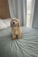 Daisy, a female Goldendoodle for sale in Augusta, ME – 2 of 3