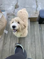 Felix, a male Goldendoodle for sale in Augusta, ME – 2 of 2