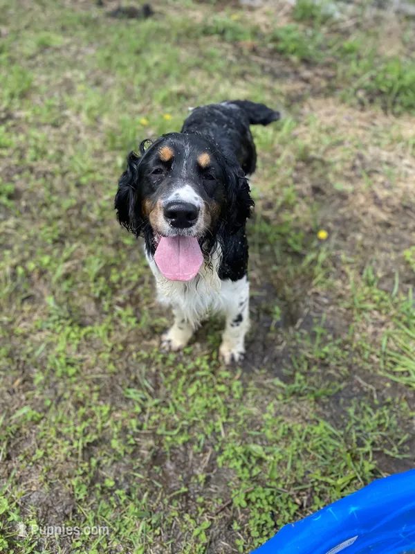 Cole – English Springer Spaniel puppy for sale in Augusta, ME