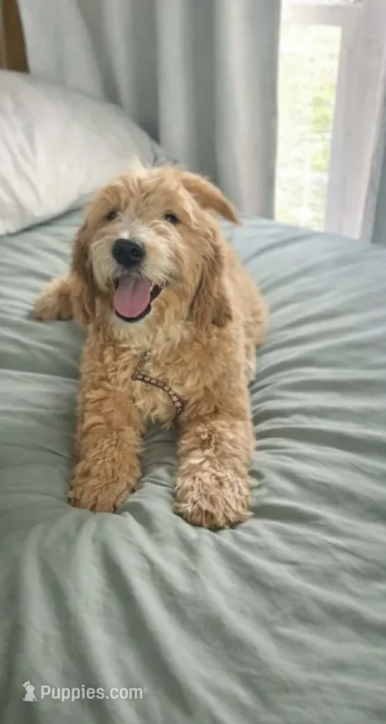 Daisy – Goldendoodle puppy for sale in Augusta, ME