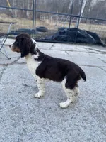 Coach, a male English Springer Spaniel for sale in Augusta, ME – 3 of 3