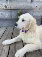 Eloise , a female English Cream Golden Retriever for sale in Augusta, ME – 2 of 3