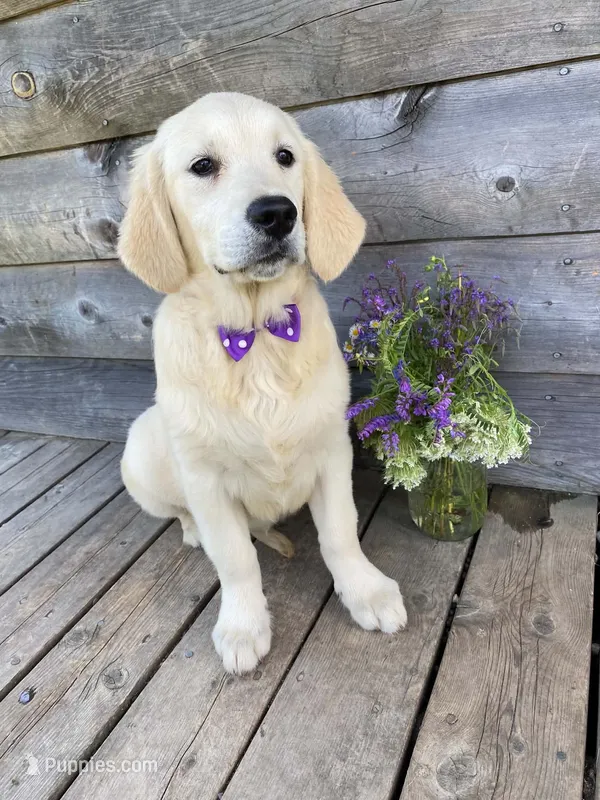 Eloise  – English Cream Golden Retriever puppy for sale in Augusta, ME