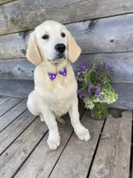 Eloise , a female English Cream Golden Retriever for sale in Augusta, ME – 1 of 3