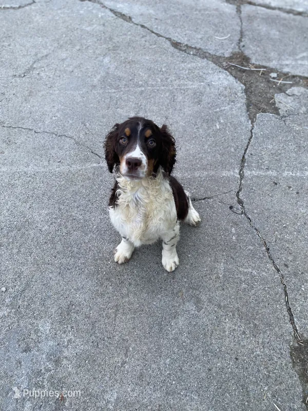 Coach – English Springer Spaniel puppy for sale in Augusta, ME