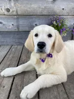 Eloise , a female English Cream Golden Retriever for sale in Augusta, ME – 3 of 3
