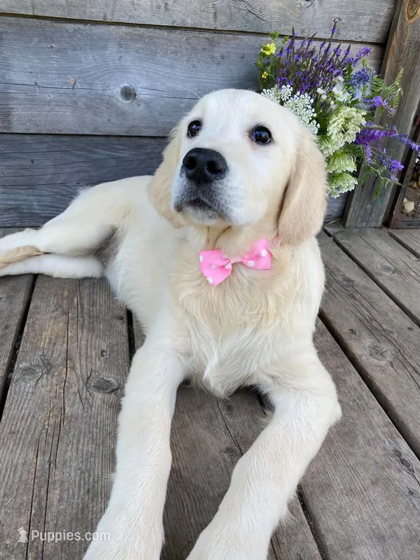Lola – English Cream Golden Retriever puppy for sale in Augusta, ME
