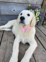 Lola, a female English Cream Golden Retriever for sale in Augusta, ME – 1 of 4