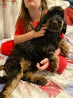 Mya, a female Springer Doodle for sale in Augusta, ME – 5 of 6