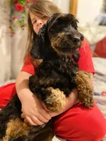 Mya, a female Springer Doodle for sale in Augusta, ME – 3 of 6