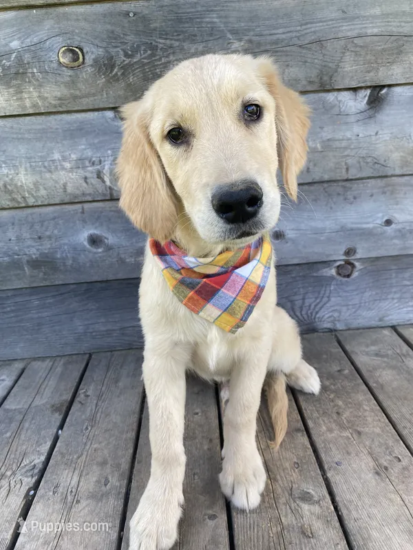 Copper – English Cream Golden Retriever puppy for sale in Augusta, ME