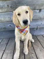 Copper, a male English Cream Golden Retriever for sale in Augusta, ME – 1 of 3