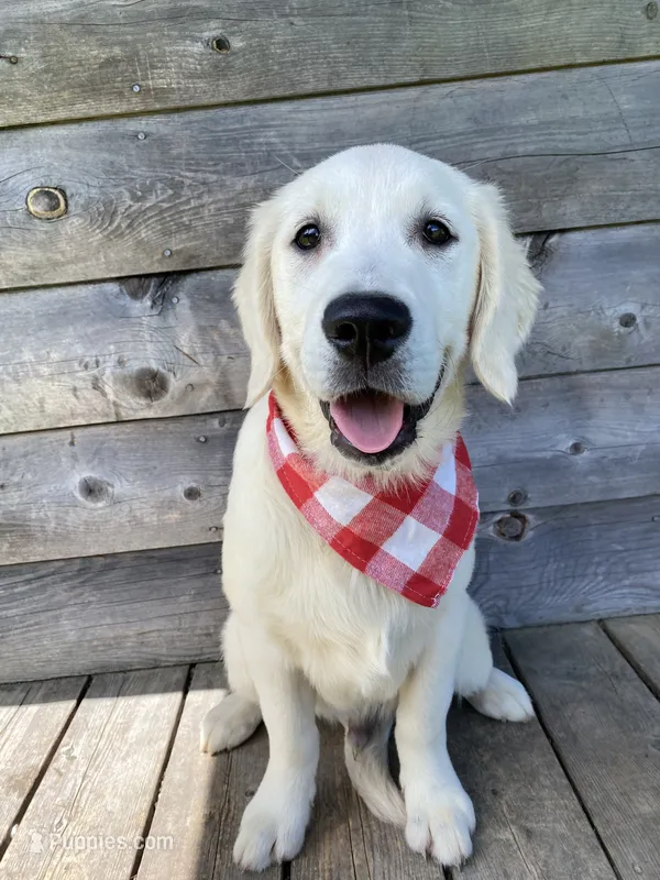Rocky – English Cream Golden Retriever puppy for sale in Augusta, ME