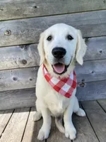 Rocky, a male English Cream Golden Retriever for sale in Augusta, ME – 1 of 1