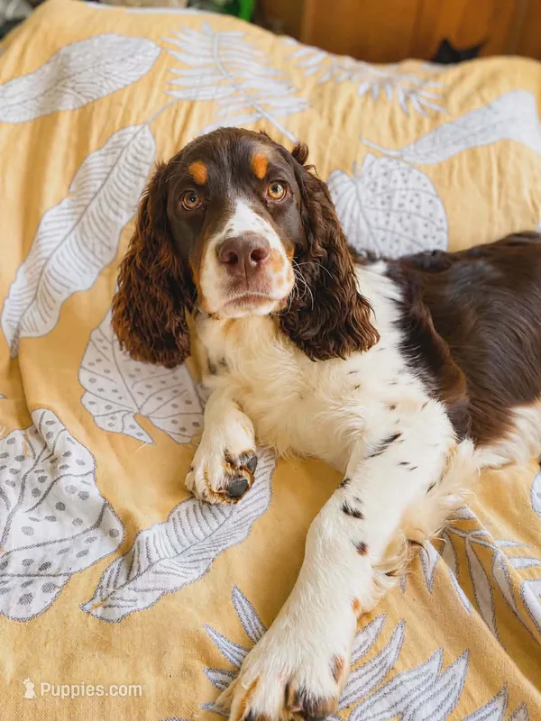 Coach – English Springer Spaniel puppy for sale in Augusta, ME