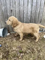 Austin, a male Goldendoodle for sale in Augusta, ME – 4 of 4