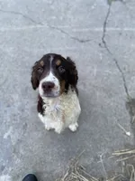 Coach, a male English Springer Spaniel for sale in Augusta, ME – 2 of 3