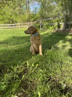Caramel, a male Goldendoodle for sale in Augusta, ME – 4 of 6