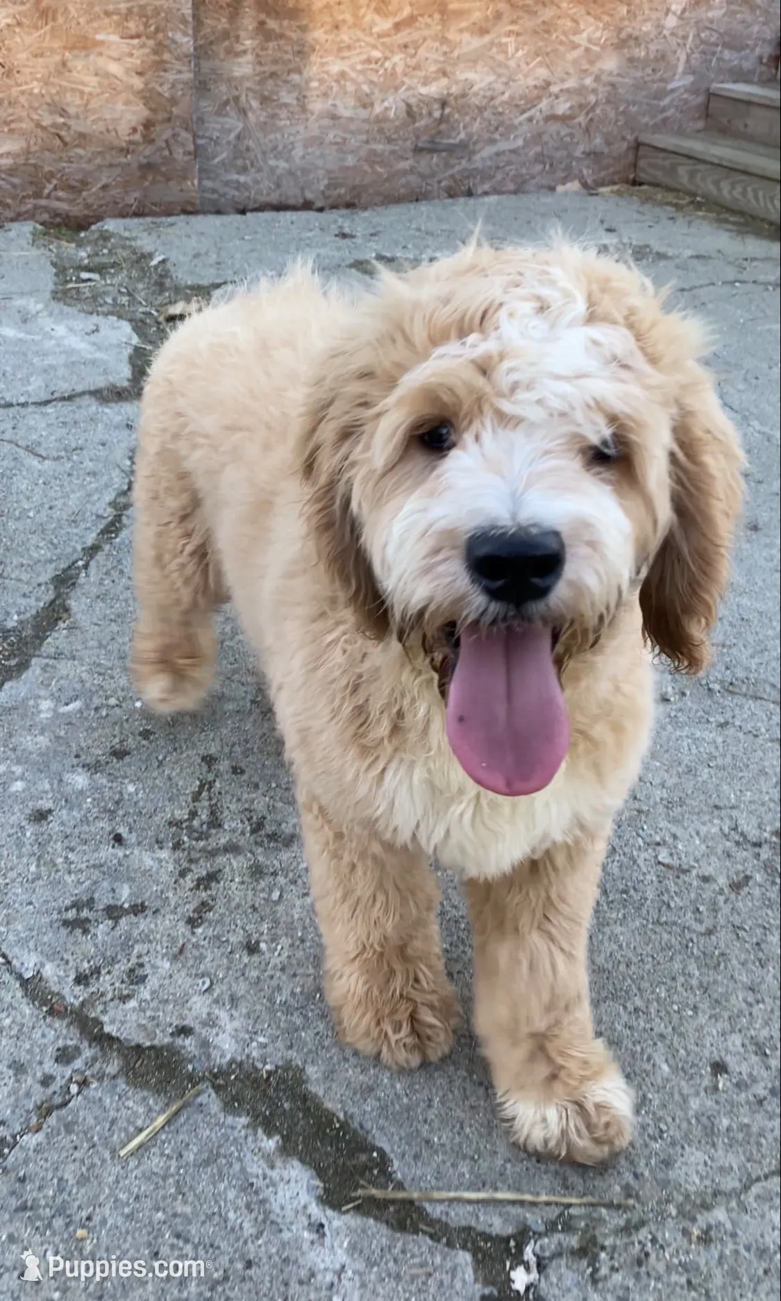 Garret, a male Goldendoodle for sale in Augusta, ME – 1 of 2