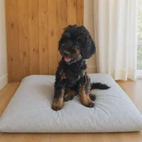 Nancy, a female English Springer Spaniel and Aussiedoodle for sale in Augusta, ME – 2 of 2