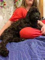 Violet, a female Springer Doodle for sale in Augusta, ME – 6 of 7