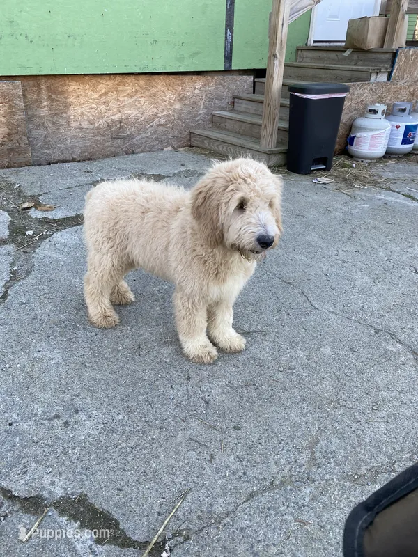Felix – Goldendoodle puppy for sale in Augusta, ME