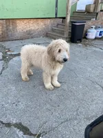 Felix, a male Goldendoodle for sale in Augusta, ME – 1 of 2