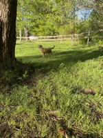 Caramel, a male Goldendoodle for sale in Augusta, ME – 5 of 6