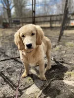 Austin, a male Goldendoodle for sale in Augusta, ME – 2 of 4