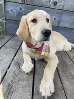 Copper, a male English Cream Golden Retriever for sale in Augusta, ME – 3 of 3