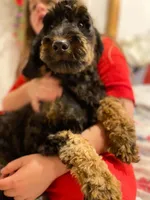 Mya, a female Springer Doodle for sale in Augusta, ME – 2 of 6