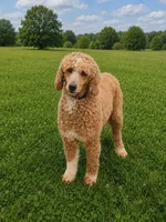 Teddy, a male Poodle - Multi-Colored Standard for sale in Augusta, ME – 1 of 1