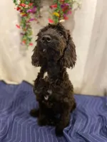 Violet, a female Springer Doodle for sale in Augusta, ME – 2 of 7