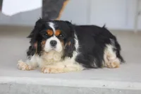 Aspen, a female Cavalier King Charles Spaniel for sale in Miami, OK – Photo 2 of 3