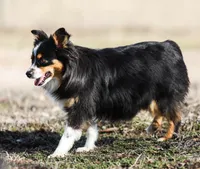 COCO, a female Miniature Australian Shepherd for sale in Miami, OK – Photo 1 of 2