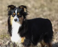 COCO, a female Miniature Australian Shepherd for sale in Miami, OK – Photo 2 of 2