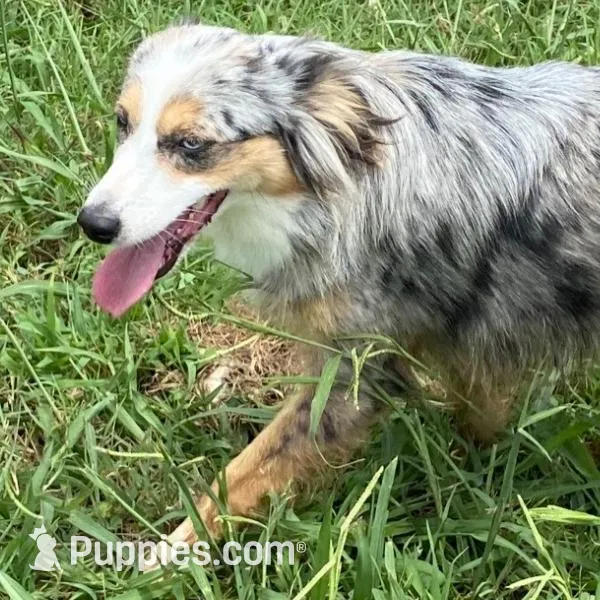 Lucy (Adult) – Miniature Australian Shepherd puppy for sale in Miami, OK