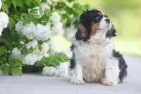 Aspen, a female Cavalier King Charles Spaniel for sale in Miami, OK – Photo 1 of 3