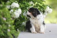 Aspen, a female Cavalier King Charles Spaniel for sale in Miami, OK – Photo 3 of 3